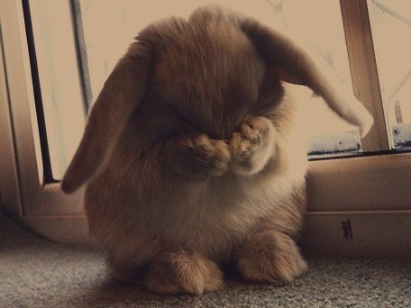 embarrassed-bunny-is-embarrassed.jpg